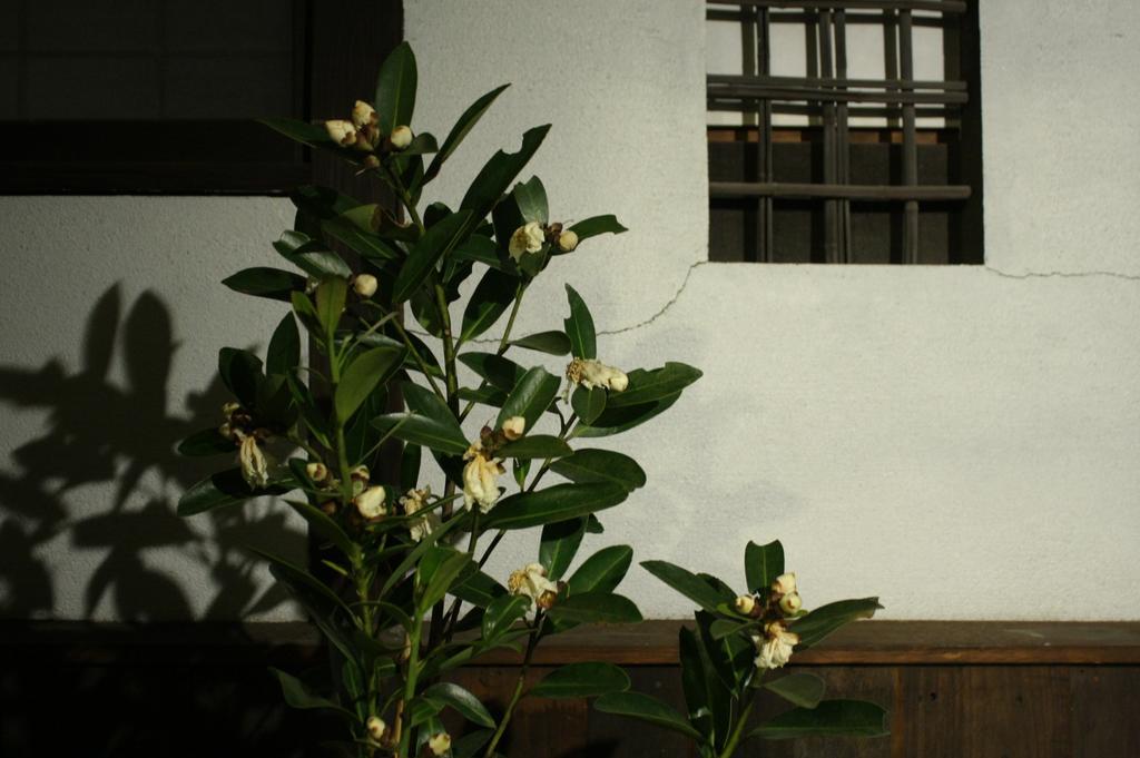 Osaka Guest House Drummer'S Dream Sakai  Cameră foto